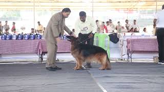 PART 1 kottayam kennel club show 2023 [upl. by Sabella]