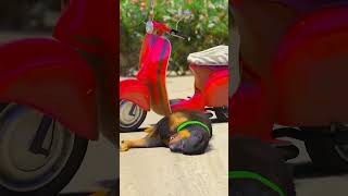 GTA V FRANKLIN DOG is in trouble shorts gta animals game gameplay franklin gaming gta5 [upl. by Etteuqaj]