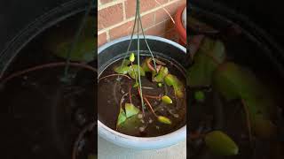 Propagating Cyperus Papyprus and Water Lilly [upl. by Agamemnon]