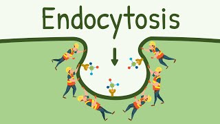 Endocytosis Pinocytosis and Phagocytosis  Eating Digesting and Pooping by the Cell [upl. by Neelia]