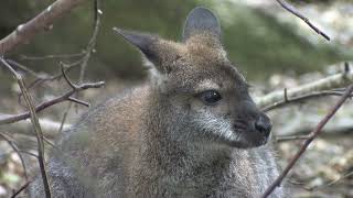 Rednecked Wallaby [upl. by Iaka867]