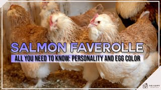 Salmon Faverolle All You Need To Know Personality and Egg Color [upl. by Cairistiona]