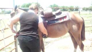 Saddling Twist horse for sale [upl. by Asylla]