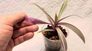 Tradescantia Rhoeo Update  Transfered To Leca Semi Hydro [upl. by Llibyc]