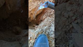 Why Did I Flood This Hole In The Chicken Coop chickencoop [upl. by Grani286]