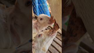 Milk Time for Baby Goats  Goats Feeding Time 🐐 goat animals bakra [upl. by Cath618]