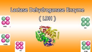 Lactate dehydrogenase enzyme  Clear Over View [upl. by Philipines]