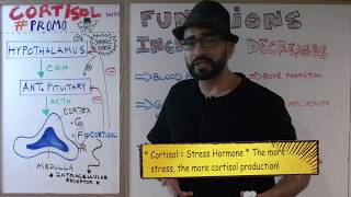 Cortisol hormone Part 1 Introduction  Endocrine 13  Med School Mondays with PROMO [upl. by Neoma]