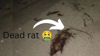 We tried to bury a dead rat 🤮🐁😵 [upl. by Robb74]