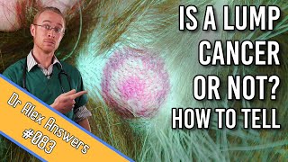 How to Tell if My Dogs Lump is Cancer or Not [upl. by Isewk368]