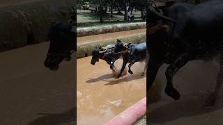 Kambala Start today mangalore race top motivation [upl. by Claudina885]