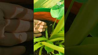 स्वास्थ्य गुणों से भरपूर Colocasiaअरबी की सब्जी घर में उगाएंgardening shorts viralvideo [upl. by Ettennat]