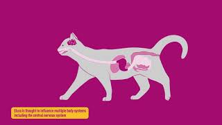 Elura™ capromorelin oral solution Mechanism of Action [upl. by Ennaej]