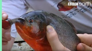 Holding a Red Bellied Piranha  Ultimate Killers  BBC Earth [upl. by Rednave847]