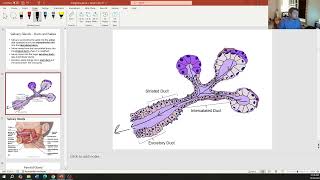 BCT Digestive Glands [upl. by Jola983]