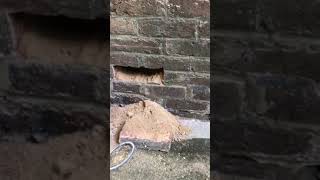 Damp walls remain after rising damp treatment [upl. by Libyc]