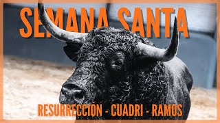 Todos los Toros 🐂 de Semana Santa [upl. by Boorman404]