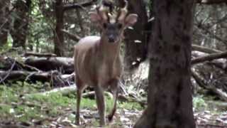 Barking Muntjac [upl. by Grodin]