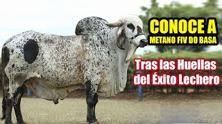 CONOCE A METANO FIV DO BASA  Tras las Huellas del Éxito Lechero [upl. by Modesty879]