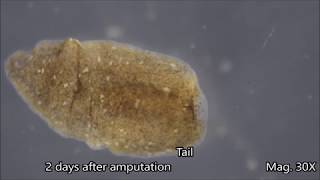 Planaria Regeneration Timelapse [upl. by Threlkeld]