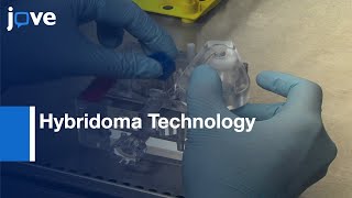 Hybridoma Technology to Generate Monoclonal Antibodies  Protocol Preview [upl. by Kcin650]