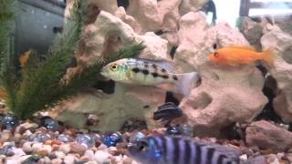 Juvenile Fossorochromis rostratus [upl. by Honoria]