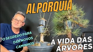 Alporquia O Segredo Para Dar Novos Caminhos à Vida das Árvores [upl. by Laval474]