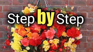 How to Create a Beautiful Begonia Hanging Basket  Gardening for Beginners [upl. by Attecnoc915]