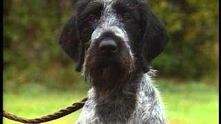 German Wirehaired Pointer  AKC Dog Breed Series [upl. by Siletotsira]