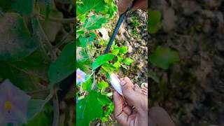 🍆Harvesting youtubeshorts garden harvest ytshort shorts [upl. by Bove429]