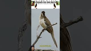 Saci  Tapera naevia ‐lendasdoencarte aves passaros curiosidades fauna birds bird birdsounds [upl. by Wilde]