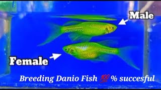 Danio Fish Breeding and Gendering in a Simpliest Way [upl. by Festatus]