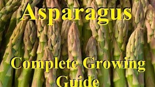 How To Grow Asparagus  Complete Growing Guide [upl. by Luise]