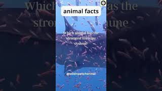 Animal with the Strongest Immune System 2024  wildnpetchannel animals wildlife [upl. by Ij]