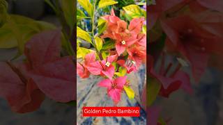 Golden Pedro Bambino❤️❤️ shortsvideo viralsong bougainville [upl. by Killian517]