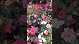 Saplings 🏡  Nursery roses  150rs  ytshorts shorts shortsviral shortsfeed ytshortsvideo [upl. by Carrillo45]