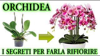 ORCHIDEA il trucco infallibile per farla rifiorire quando vuoi [upl. by Chancellor833]