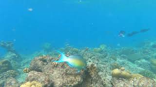 Ember parrotfish Scarus rubroviolaceus feeding on coral [upl. by Karlen]