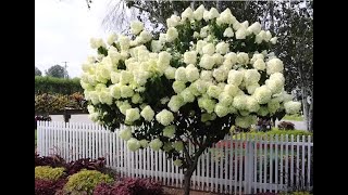 How to make a hydrangea tree [upl. by Beckie190]