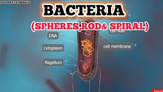 BACTERIA SPHERE ROD amp SPIRAL [upl. by Atinrev]