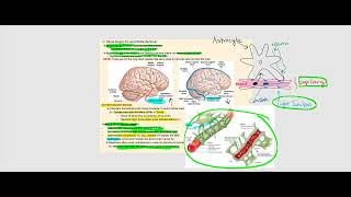 Lecture Video 6 The Brain [upl. by Marteena]