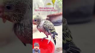 Parindo se bhi peyar kare parrot birds handfeed handtame handfeedingbirds birdfood redparrot [upl. by Yeo665]