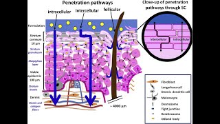 LEC 2 Components of epidermis amp dermis of human skin  Routes of penetration of drugs شرح بالعربي [upl. by Pavla]