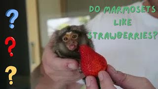 Little Baby Marmoset Monkey Happily Chews Up Strawberry fingermonkey tinymonkey ลิงกินสตรอเบอรรี่ [upl. by Maximilien]