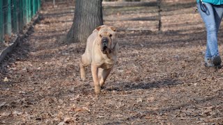 Introducing Your Chinese SharPei to Your Cat  Tips for Success [upl. by Julio291]