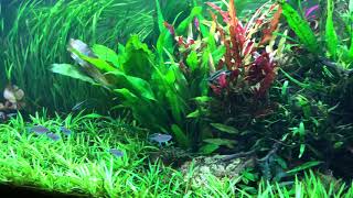 Planted juwel rio 450 LED [upl. by Gayner]