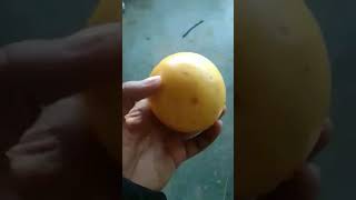 YELLOW STAR APPLE KAIMITO NA DILAW [upl. by Eireva372]