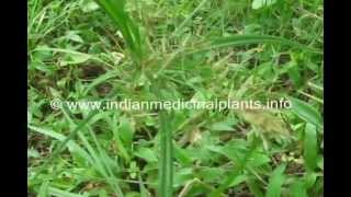 Cyperus rotundus Medicinal Plant [upl. by Vanthe]