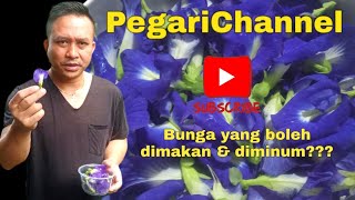 Bunga telang banyak khasiat dan boleh dijadikan pewarna utk Nasi kerabukuih muih [upl. by Wisnicki]