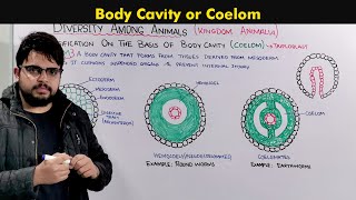 Understanding the Body Cavity Coelom In animals [upl. by Nyleek177]